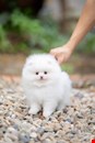  Teacup Pomeranian Puppies Available for sale  