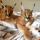 Well tamed Exotics cats. (Ocelots, Caracals and F1 - F3 savannah and Serval)