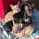 adorable Frenchie puppies for sale