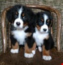Bernese Mountain Dog