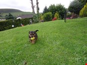 Norfolk Terrier X Jack Russell Pup For Sale