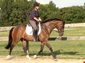 Sweet Dressage gelding with great mind and movement (Whatsapp me......07451217754)