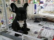 Stunning French Bulldog Puppies