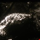 A Rough History (of the Destruction of Fingerprints)