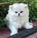 Stunning Lilac Colourpoint Persian Kitens,..whatsapp me at: +44 7453 907158