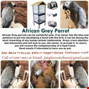 Bird Cages With Parrot