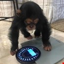  CHIMPANZEES MONKEYS AVAILABLE 