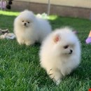   Kc Boy Pomeranians .... whatsapp me at: +44 7453 907158
