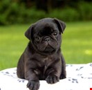 Black And Fawn Pug Puppies Male and 2 females available now
