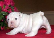 AKC Male and Female  English Bulldog 