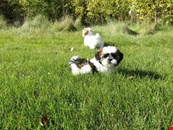 Lovable and Cuddly Shih Tzu Puppies