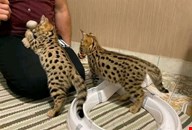 Tamed Exotics cats. (Ocelots, Caracals and F1 - F3 savannah and Serval)