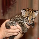 Ocelot Kittens WhatsApp: +27842597191