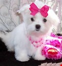 Adorable Maltese Puppies available 