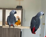  Talking African Grey Parrots for sale 