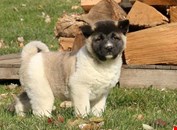 Home Raised Akita pups for sale 5 girls and 1 male