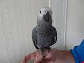 Female African grey parrot for adoption