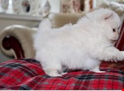 White Kc-reg Pomeranian Puppies