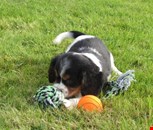 K.c Cavalier King Charles Tricolour Male Puppy