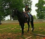 Beautiful mare For Sale