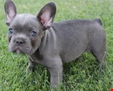 Chocolate Girl French Bulldog Puppy
