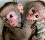 Marvelous Capuchin Monkeys looking for their forever homes