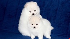 house trained pomeranian pups for sale