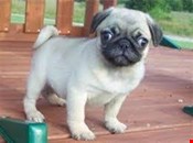 Registered Pug puppies available.