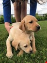 Gorgeous Golden Labrador Puppies