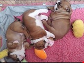  3 beautiful English bulldogs 