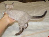 Snow/Silver/Charcoal/Brown Bengal Kittens WhatsApp: +27842597191