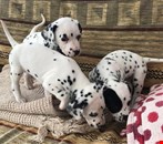 Beautiful Dalmatian Puppies For Sale..whatsapp me at: +44 7453 907158
