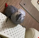 we sell very fertile candlelight hatching parrot eggs,.whatsapp me at:+44 7453 907158