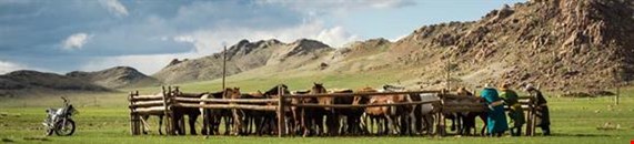 Goyo Travel – Tours to Mongolia