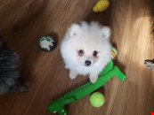 Stunning Pomeranian Puppies For Sale