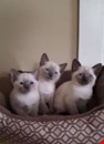 Siamese Kittens  Registered