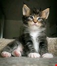 Maine Coon Kittens
