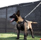  Belgian malinois puppies for adoption. 