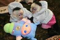 Google Approved Diaper Trained Capuchin & Marmoset Monkey. whatsapp me at: +44 7453 907158