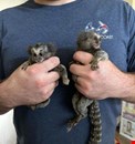   Finger Marmoset Monkeys for SALE  